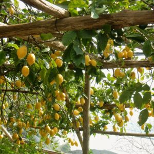 Oro giallo & orizzonti blu :trekking sensoriale sul sentiero dei limoni